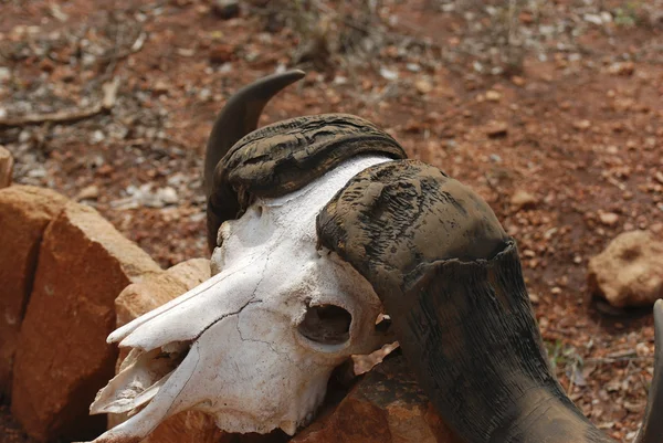 아프리카 버팔로 두개골 — 스톡 사진