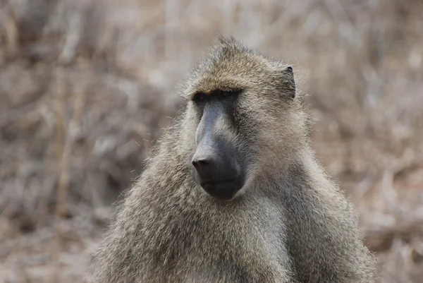 Pavian (Papio cynocephalus)) — Stockfoto