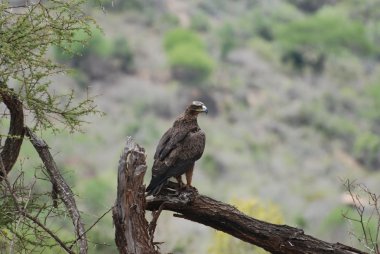 Kartal (Aquila nipalensis orientalis)