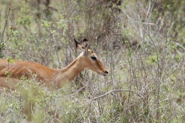 Kadın Impala antilop (Aepyceros melampus petersi)