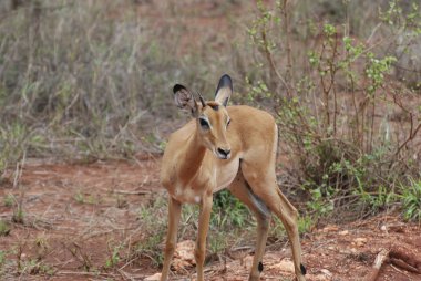 Kadın Impala antilop (Aepyceros melampus petersi)