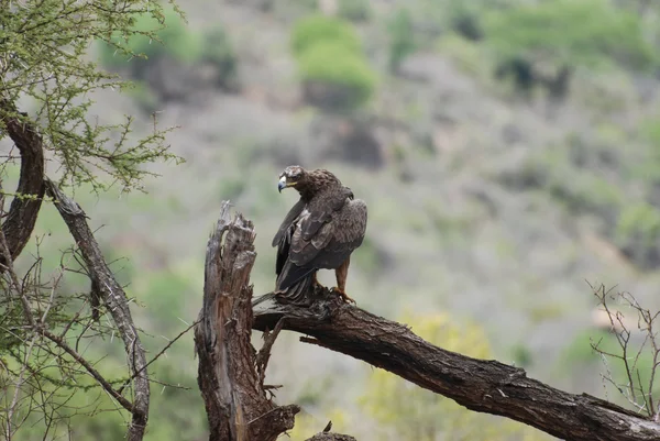 stock image Eagle (Aquila nipalensis orientalis)