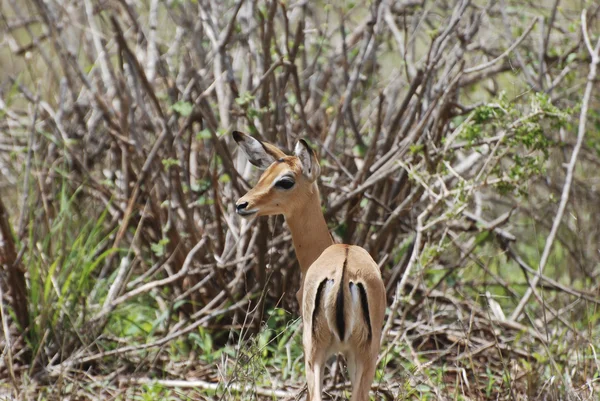 Impala antílope fêmea (Aepyceros melampus petersi ) — Fotografia de Stock