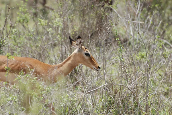Antylop impala kobiece (Aepyceros melampus petersi) — Zdjęcie stockowe