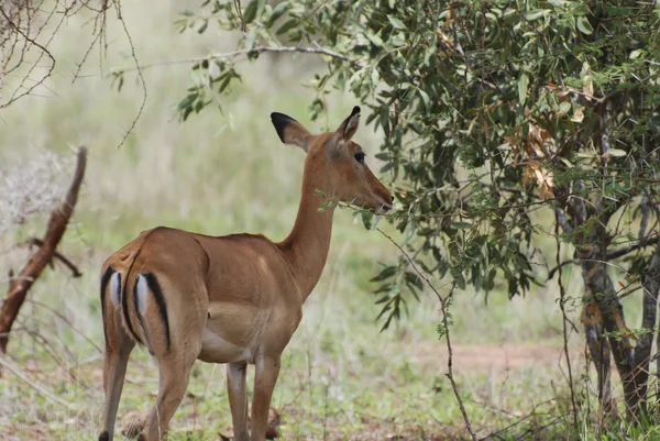 Antílope de impala hembra (Aepyceros melampus petersi ) — Foto de Stock