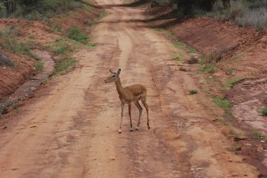 Impala (Aepyceros melampus petersi)