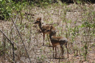 Ortak Duiker (Sylvicapra grimmia)