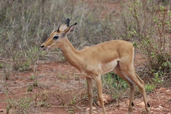 Impala (Aepyceros melampus petersi) — Zdjęcie stockowe