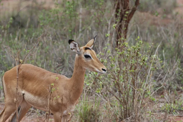 Impala (Aepyceros melampus pefeli) ) — стоковое фото