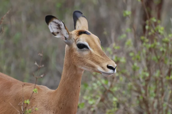 Impala (Aepyceros melampus petersi) — Foto de Stock