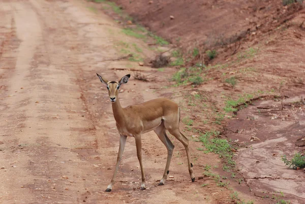 Impala (Aepyceros melampus petersi) — Fotografia de Stock