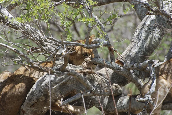 Lejon på träd (Panthera leo) — Stockfoto