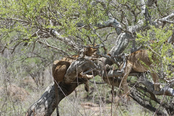 Леви на дереві (лев) — стокове фото
