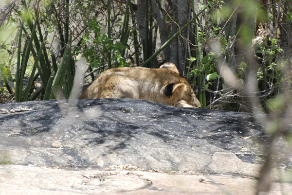 Лев на земле (Panthera leo ) — стоковое фото