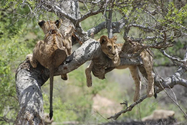 Львы на дереве (Panthera leo ) — стоковое фото