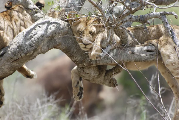 Leões na árvore (Panthera leo ) — Fotografia de Stock