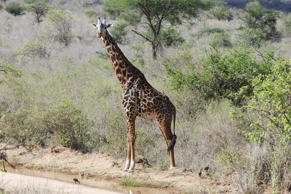 Жираф у савані ( Giraffa camelopardalis ) — стокове фото