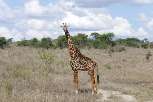 Żyrafa w mieście savanna (Giraffa camelopardalis) — Zdjęcie stockowe