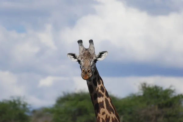 Жираф в саванне (Giraffa camelopardalis ) — стоковое фото