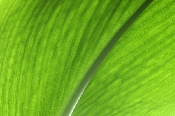 stock image Green leaf