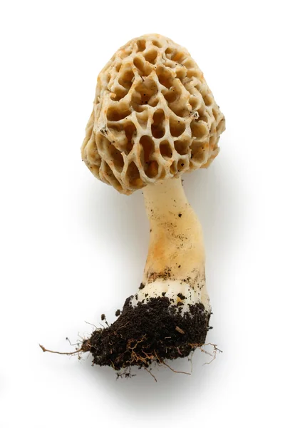 곰 보 버섯, morille — 스톡 사진