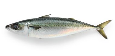 Mackerel clipart