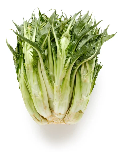 Cikoria, italienska vinter grönsak — Stockfoto