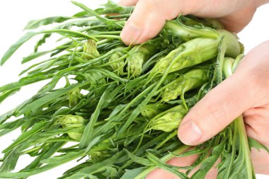 Hands holding puntarelle clipart
