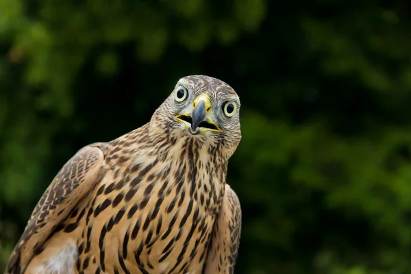 Eagle Falcon — Stockfoto