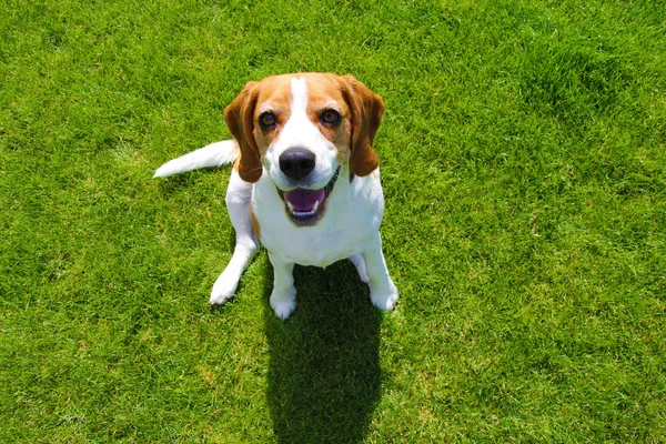 Beagle câine — Fotografie, imagine de stoc