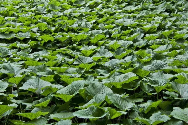 stock image Burdock Field