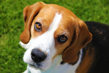 Beagle Face clipart