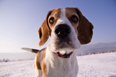 Beagle Dog clipart