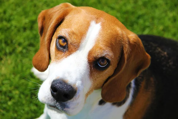 stock image Beagle Face