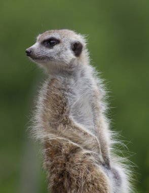 Uyarı dikkatli meerkat