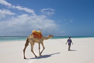 Camel walking on Kenyan beach clipart