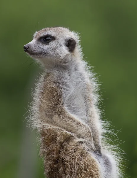 Alert watchful meerkat — Stock Photo, Image