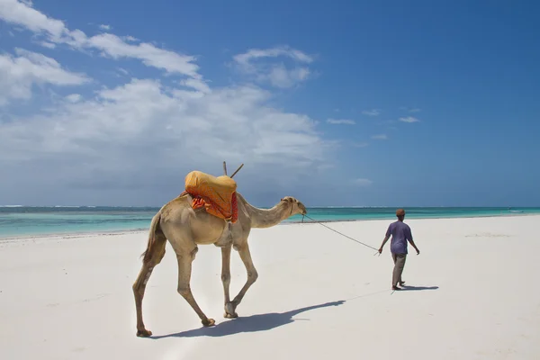 Kenya kumsalda yürüyen deve