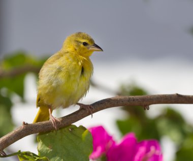 Yellow canary clipart