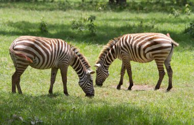 Two zebras grazing at Lake Nakuru reserve clipart