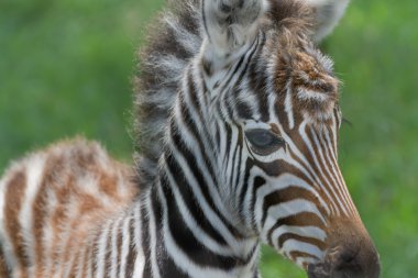 Bebek zebra Gölü nakuru national reserve