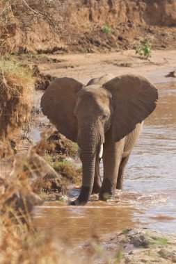 Kenya'daki nyiro Nehri kenya kıyısında Afrika fili