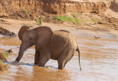 African elephant on the banks of Uaso Nyiro River Kenya clipart