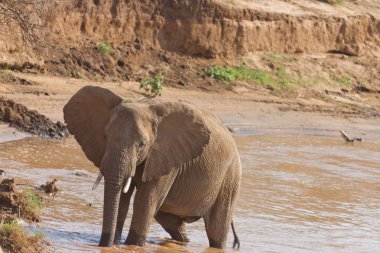 Kenya'daki nyiro Nehri kenya kıyısında Afrika fili