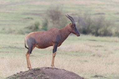 masai mara topi antilop standları