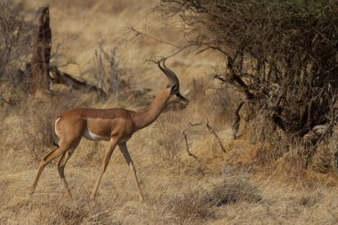 Samburu içinde yürüyüş gerenuk antilop