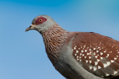 güvercin mavi gökyüzü karşı kırmızı gözlü