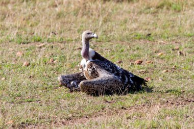 Ruppell'ın Griffon Masai Mara oturan akbaba