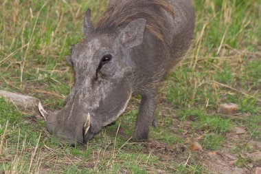 masai mara içinde Warthog portre