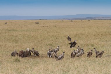 Ruppell'ın Griffon akbabalar Masai Mara besleme.